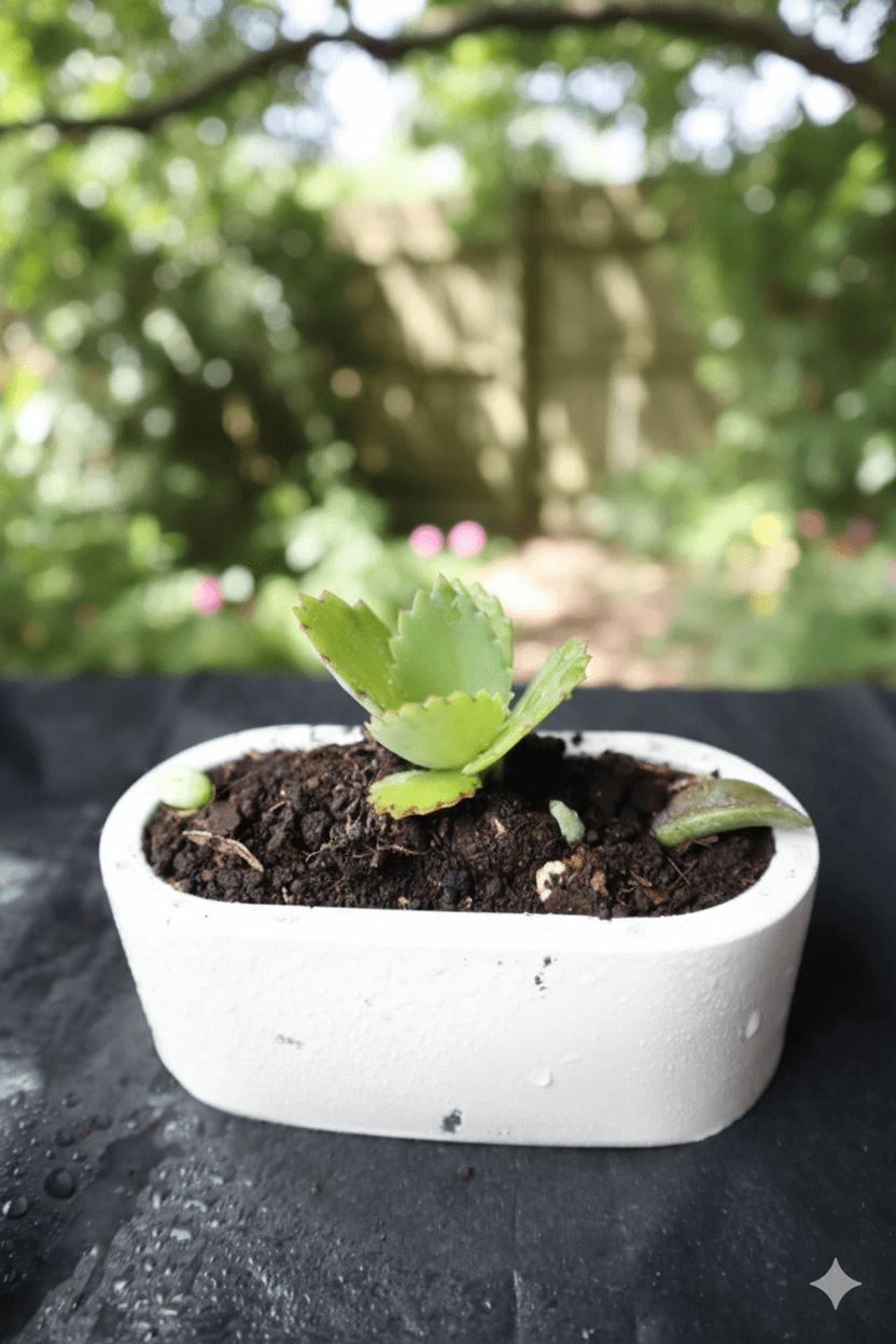 Matera raíz viva - Línea artesanal | D' Ensueño