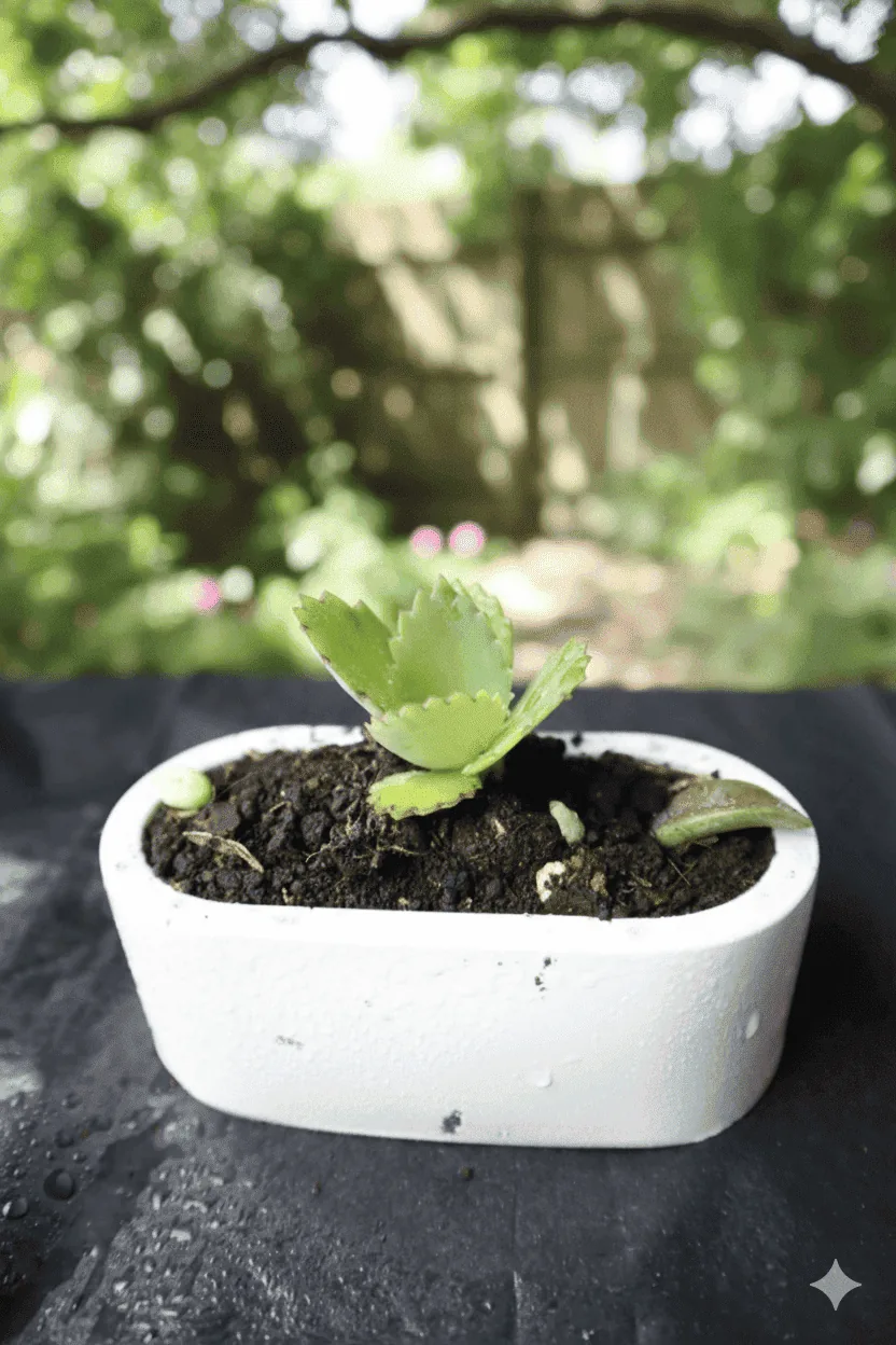 Matera raíz viva - Línea artesanal | D' Ensueño